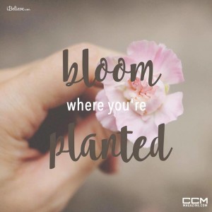 Bloom, CCM Magazien - image