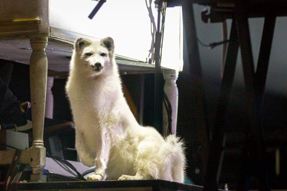 19 Crowder in Norfolk VA 10-18-2024 by Annette Holloway for CCM Mag-8745